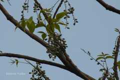 Lannea coromandelica